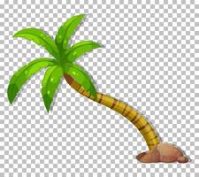 Palm tree isolated vector