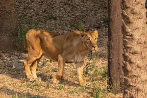 Lion at zoo photo