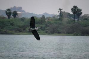 Bird flying on the river photo