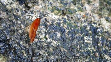 orangefarbener Schmetterling thront auf einem Felsen video