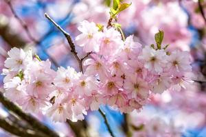 Selective focus close-up photography. Beautiful cherry blossom sakura in spring time over blue sky. photo