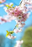 Selective focus close-up photography. Beautiful cherry blossom sakura in spring time over blue sky. photo