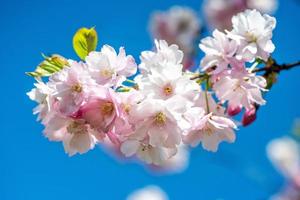 Selective focus close-up photography. Beautiful cherry blossom sakura in spring time over blue sky.