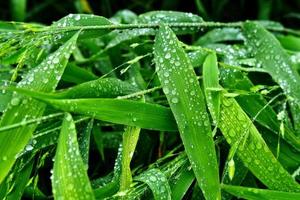 Selective focus. image. Close-up of fresh green foliage with water drops after rain - image