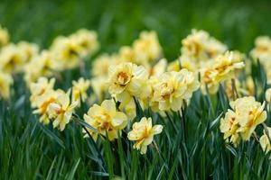 Outdoor shot of yellow daffodils in a nicely full flowerbed - Image