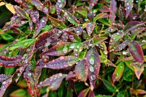 Selective focus. image. Close-up of fresh green foliage with water drops after rain - image