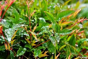 Selective focus. image. Close-up of fresh green foliage with water drops after rain - image photo