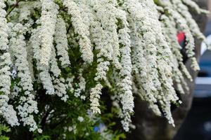 una foto de la flor blanca de un arbusto decorativo. - imagen