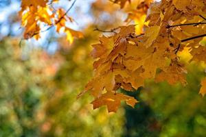 Autumnal maple leaves in blurred background, foliage, sunlight - image photo