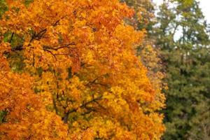 Selective focus photograph. Maple with colored autumn leaves. photo