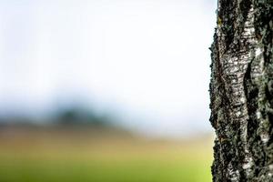 fondo abstracto con un primer plano de un tronco de árbol de abedul solitario. foto