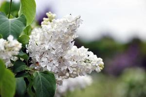 flores blancas en el jardin foto