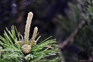 Pine with young cones photo