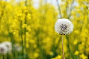 Dandelion close-up photo