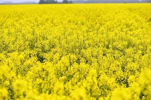 Beautiful yellow flowers, blooming rapeseed field