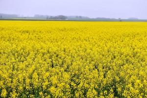 Beautiful yellow flowers, blooming rapeseed field photo