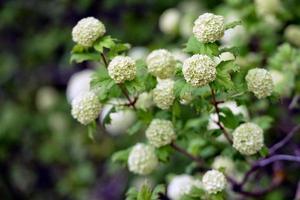 Decorative shrubs with white flowers photo