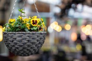 Pot with colorful pansy flowers photo