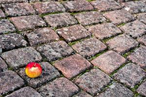 Red apple on the foothpath photo