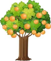 Orange tree isolated on white background vector