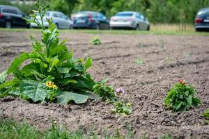 Field with cars in the background photo