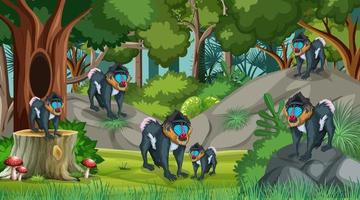 Mandrill family in forest at daytime scene with many trees vector