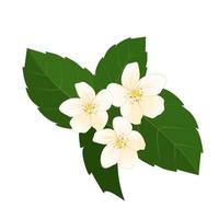Vector white jasmine flowers with green leaves