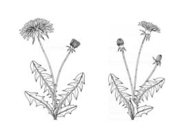 Hand drawn dandelion floral illustration. vector