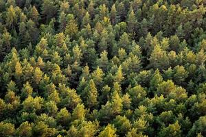 Beautiful panoramic photo over the tops of pine forest