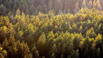 hermosa foto panorámica sobre las copas del bosque de pinos
