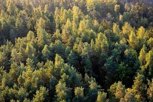 Beautiful panoramic photo over the tops of pine forest