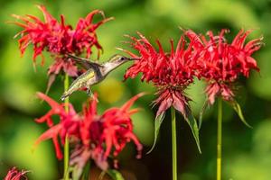 Ruby throated hummingbird flying in patch of red bee balm flowers in garden