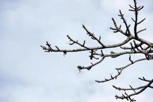 leafless branches with cloudy blue sky photo