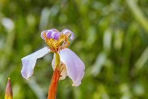 plant known as false iris photo
