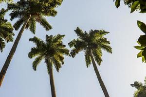 royal palm tree very popular in brazil photo