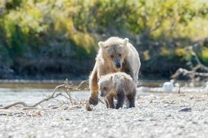 oso pardo en la naturaleza de alaska