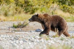 Grizzly bear in the nature of Alaska photo