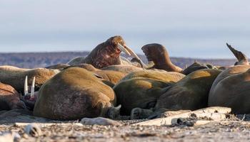 Walrus at the north of the world at Spitsbergen. photo