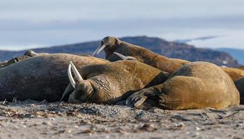 Walrus at the north of the world at Spitsbergen. photo