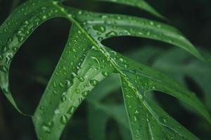 Green leaves texture background with rain water drops photo