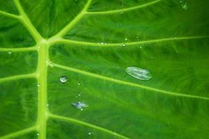 Green leaves texture background with rain water drops photo