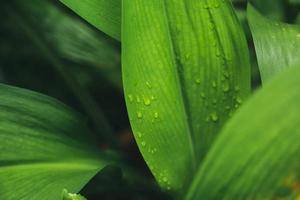 Green leaves texture background with rain water drops photo