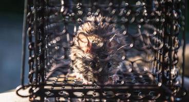 A rat trapped in a cage that is a mousetrap. photo