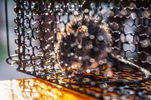 A rat trapped in a cage that is a mousetrap. photo