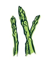 Asparagus sketch on white background vector