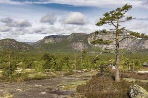 panorama con abetos y montañas naturaleza paisaje nissedal noruega.