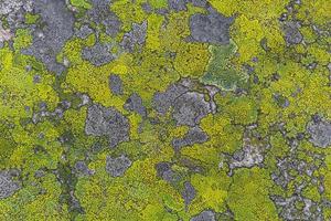 Textura de roca de piedra con musgo amarillo verde y líquenes de Noruega.