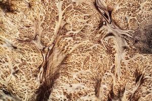 naturaleza salao burl madera a rayas, exótico hermoso patrón de madera para manualidades o textura de fondo de arte abstracto foto