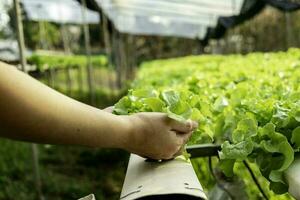 joven agricultor sostiene roble verde vegetal foto