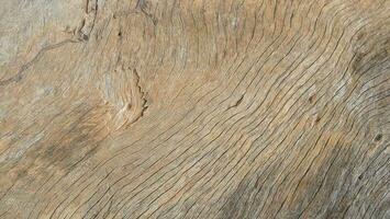 Old wood color background texture photo